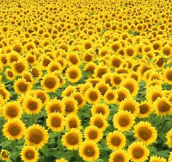 Nurten Tosun-270726.gif